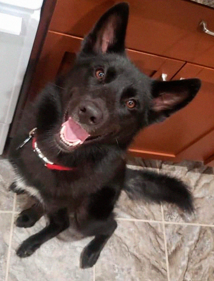 Rescue-Dogs-Stories-Megan-Burris