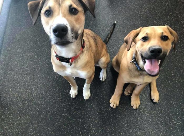 Rescue-Dogs-Stories-Megan-Burris