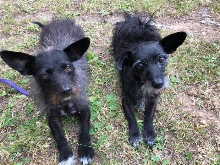 Rescue-Dogs-Stories-Megan-Burris