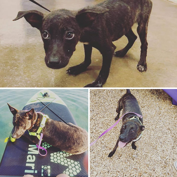 Rescue-Dogs-Stories-Megan-Burris