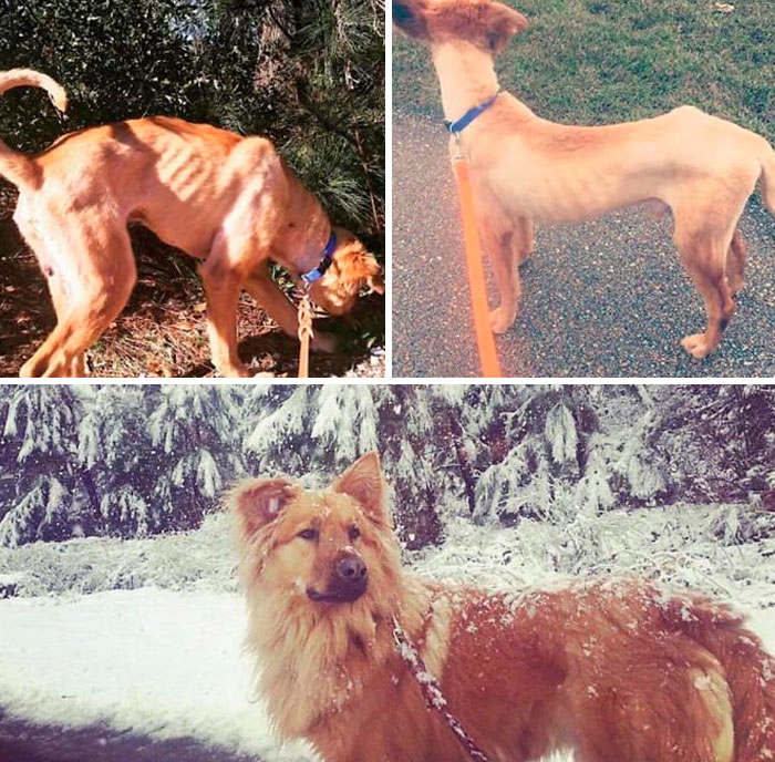 Rescue-Dogs-Stories-Megan-Burris