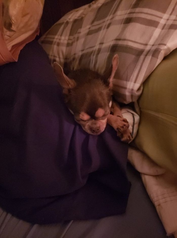 Rescue-Dogs-Stories-Megan-Burris