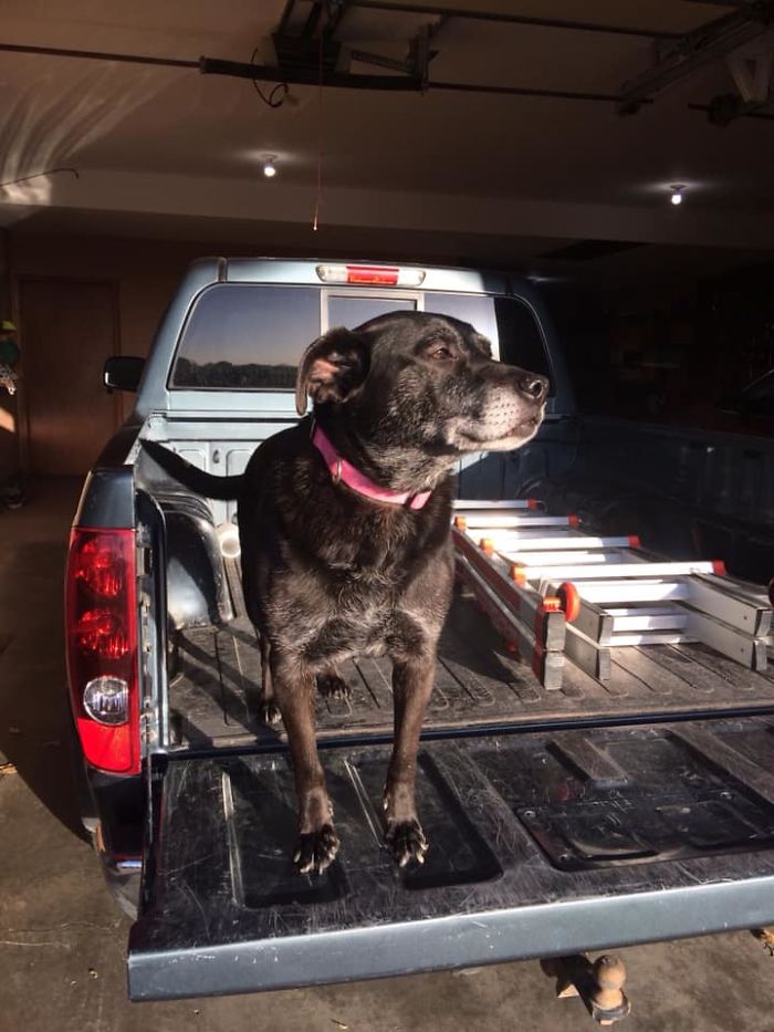 Rescue-Dogs-Stories-Megan-Burris