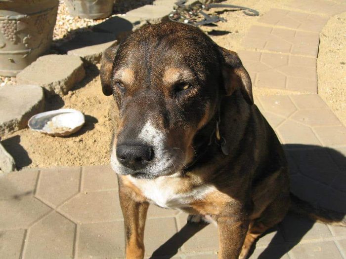 Rescue-Dogs-Stories-Megan-Burris