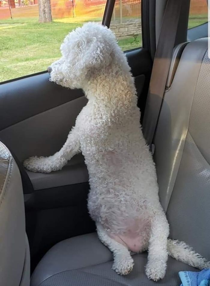 Rescue-Dogs-Stories-Megan-Burris