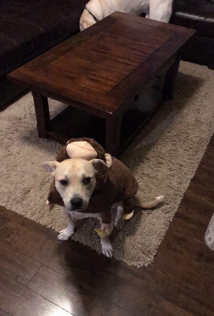 Rescue-Dogs-Stories-Megan-Burris