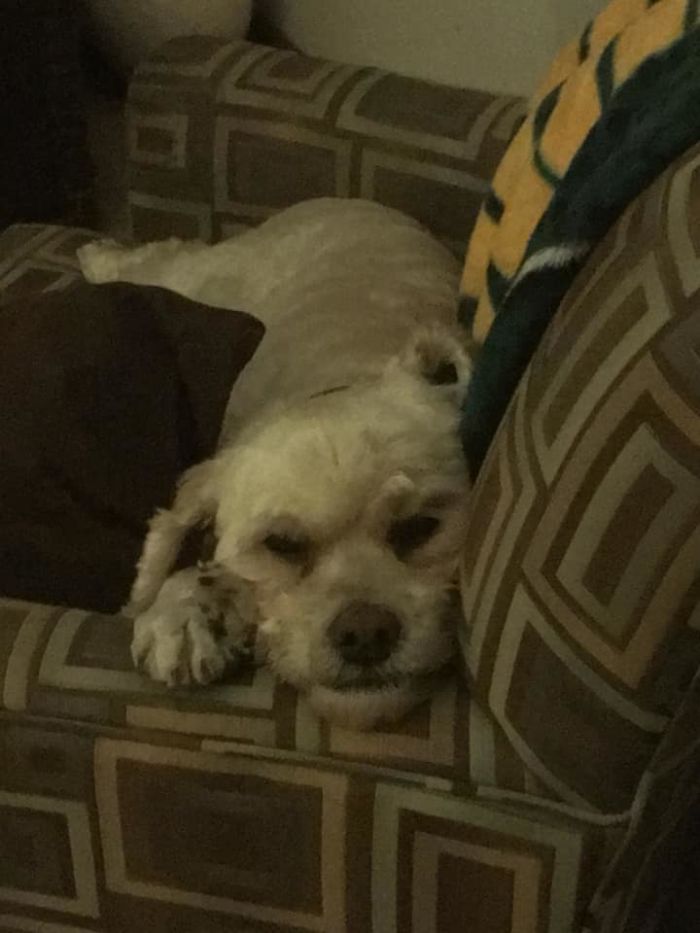 Rescue-Dogs-Stories-Megan-Burris