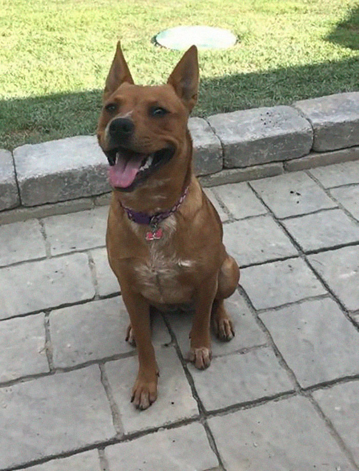 Rescue-Dogs-Stories-Megan-Burris