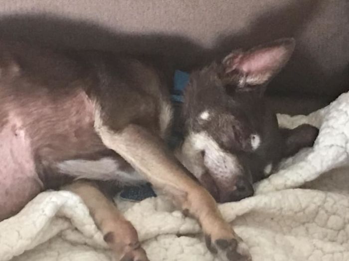 Rescue-Dogs-Stories-Megan-Burris