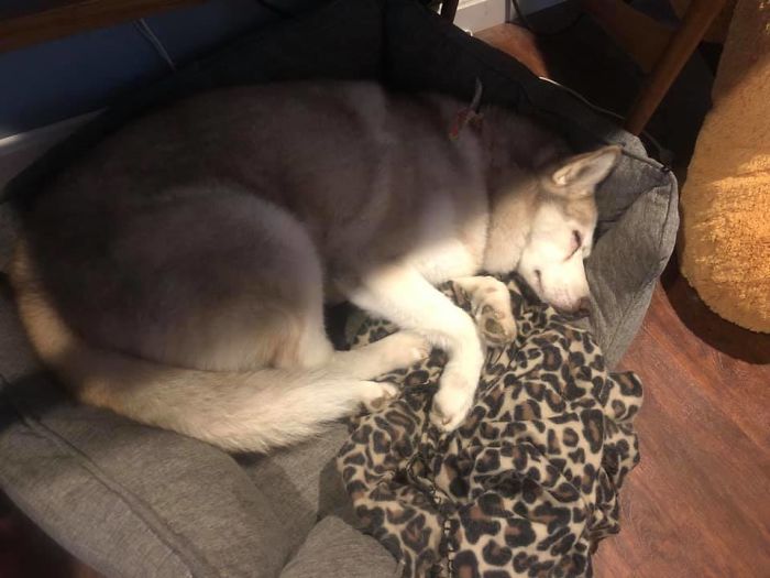 Rescue-Dogs-Stories-Megan-Burris