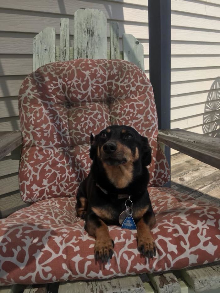 Rescue-Dogs-Stories-Megan-Burris