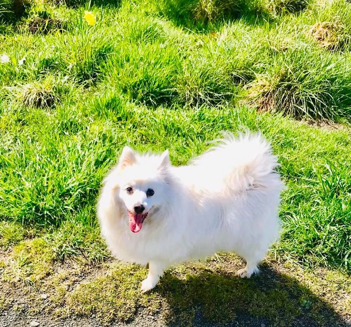 Rescue-Dogs-Stories-Megan-Burris