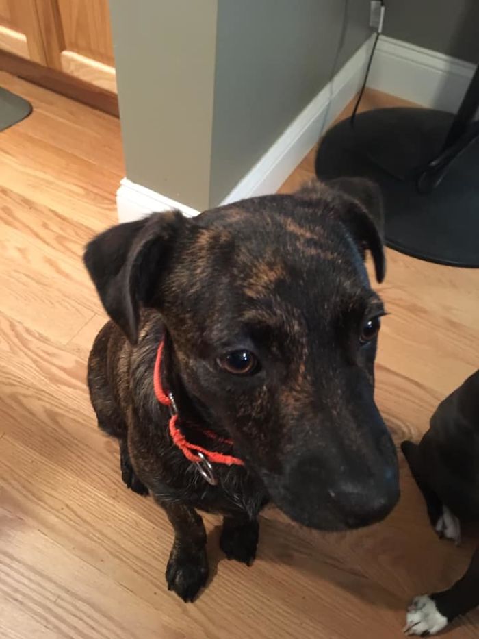 Rescue-Dogs-Stories-Megan-Burris