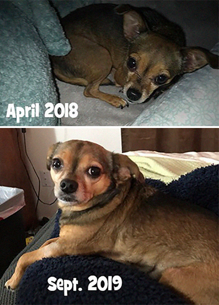 Rescue-Dogs-Stories-Megan-Burris