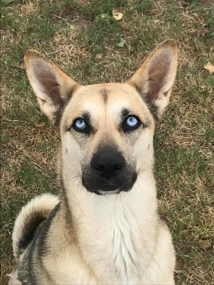 Rescue-Dogs-Stories-Megan-Burris