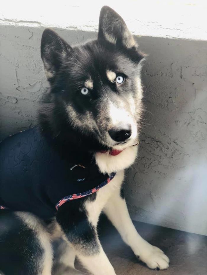 Rescue-Dogs-Stories-Megan-Burris