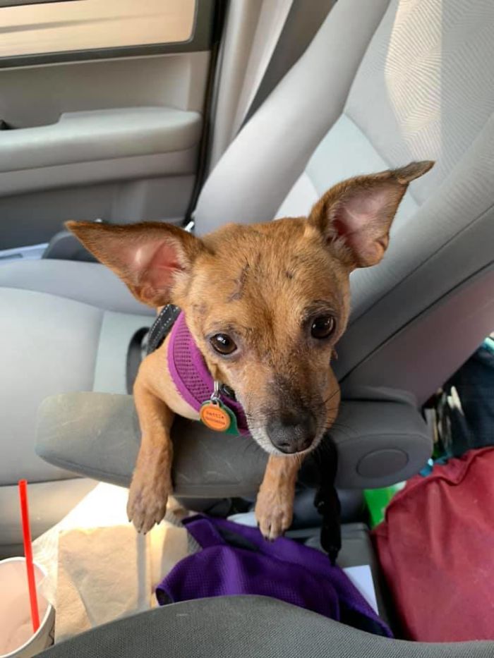 Rescue-Dogs-Stories-Megan-Burris