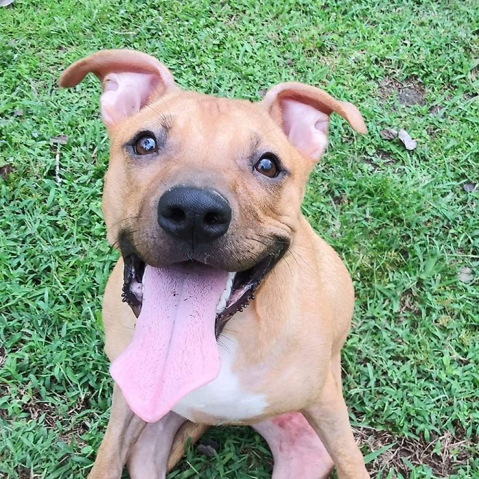 Rescue-Dogs-Stories-Megan-Burris