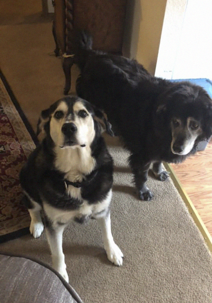 Rescue-Dogs-Stories-Megan-Burris