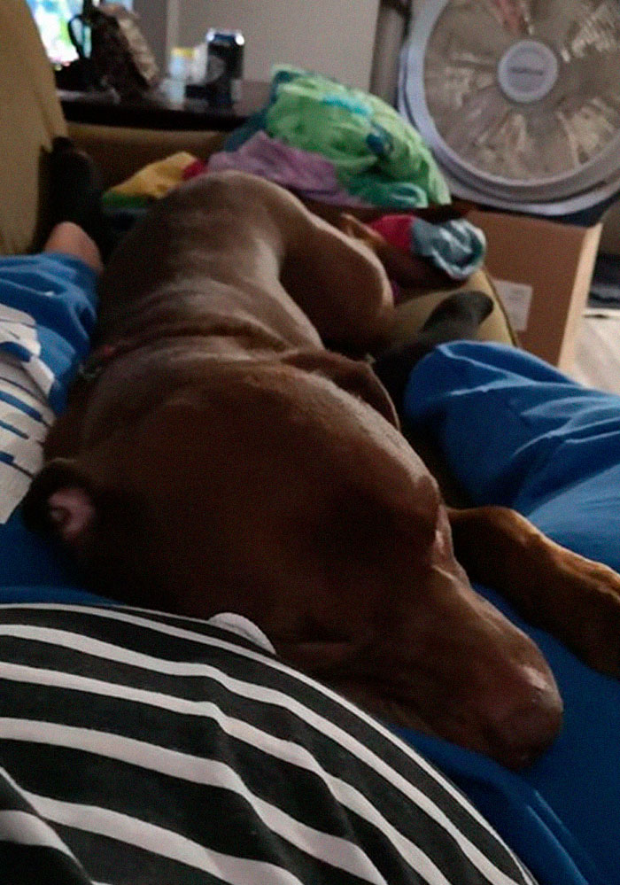 Rescue-Dogs-Stories-Megan-Burris