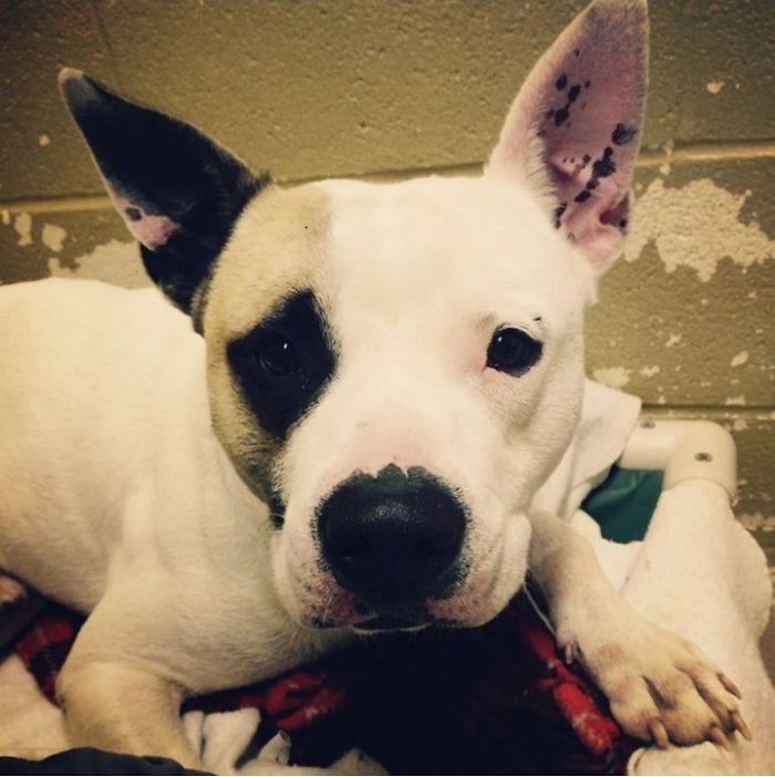 Rescue-Dogs-Stories-Megan-Burris