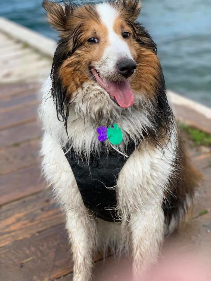 Rescue-Dogs-Stories-Megan-Burris