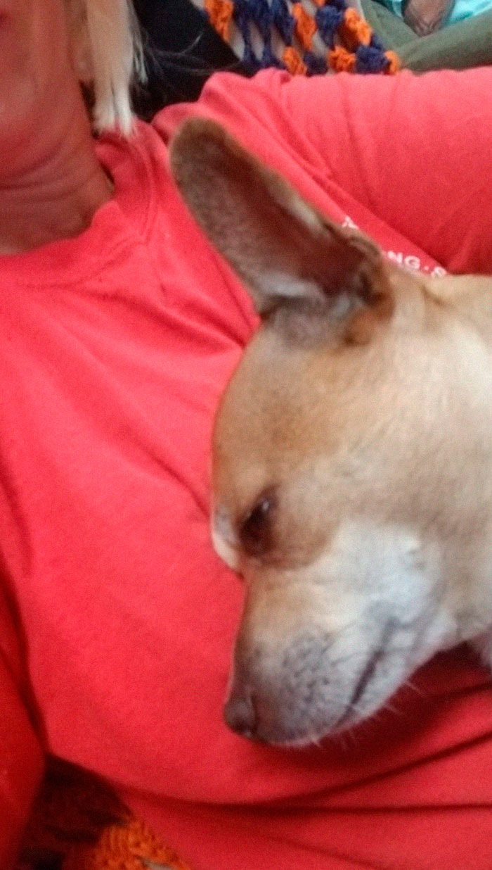 Rescue-Dogs-Stories-Megan-Burris