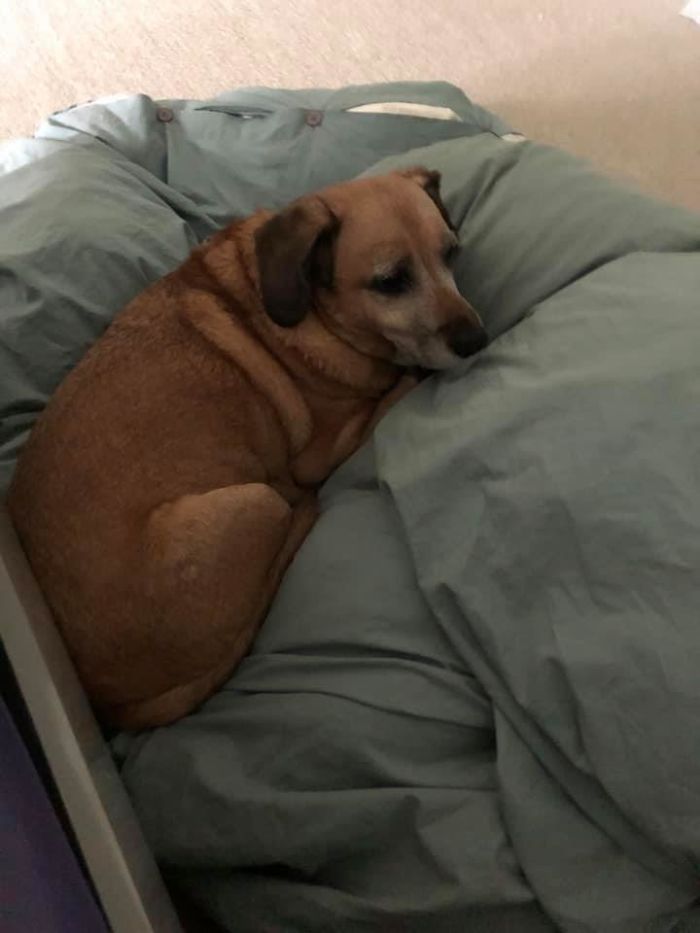 Rescue-Dogs-Stories-Megan-Burris