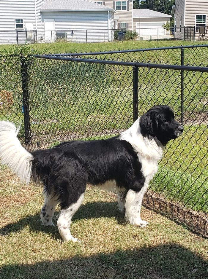 Rescue-Dogs-Stories-Megan-Burris