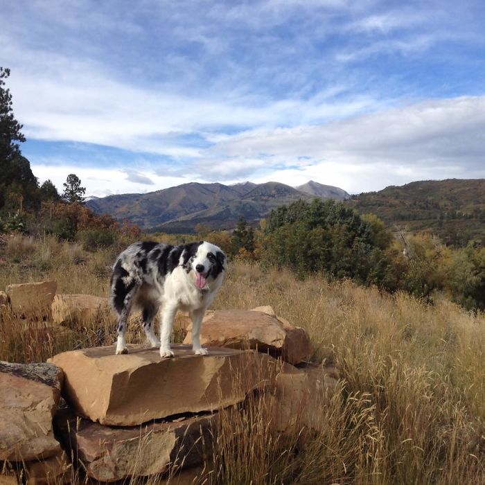 Rescue-Dogs-Stories-Megan-Burris