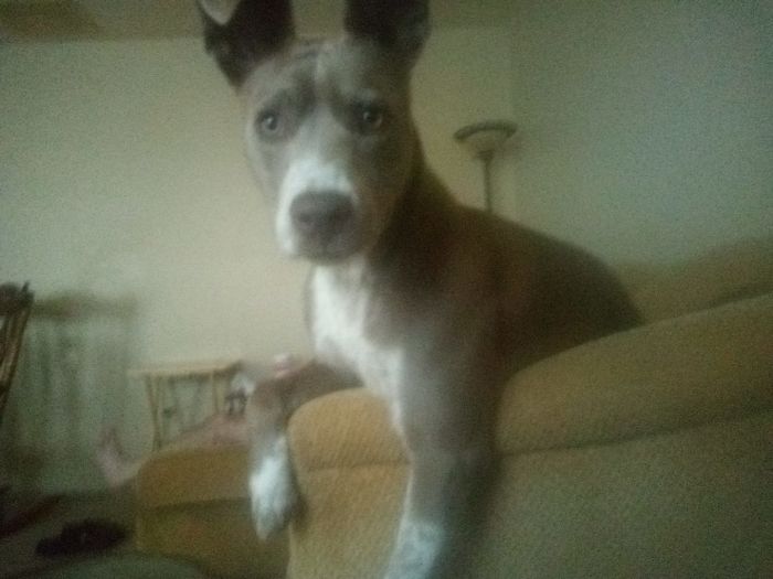 Rescue-Dogs-Stories-Megan-Burris