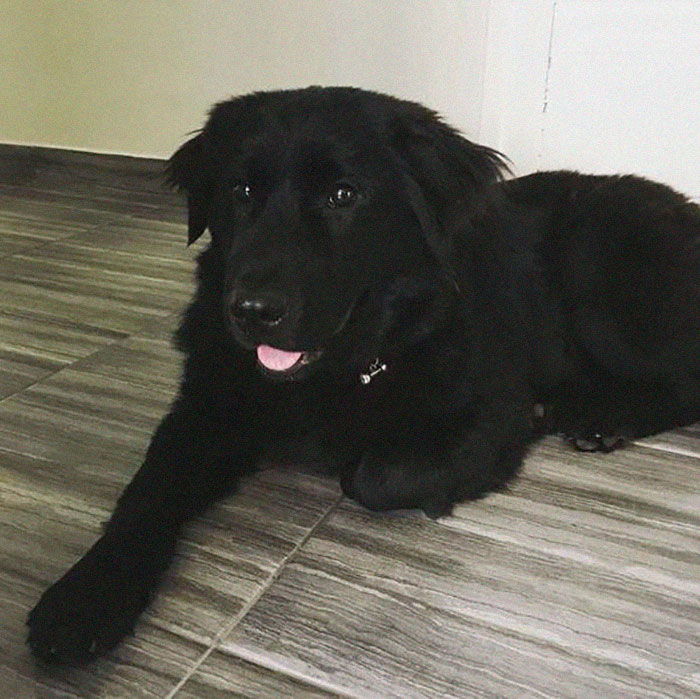 Rescue-Dogs-Stories-Megan-Burris