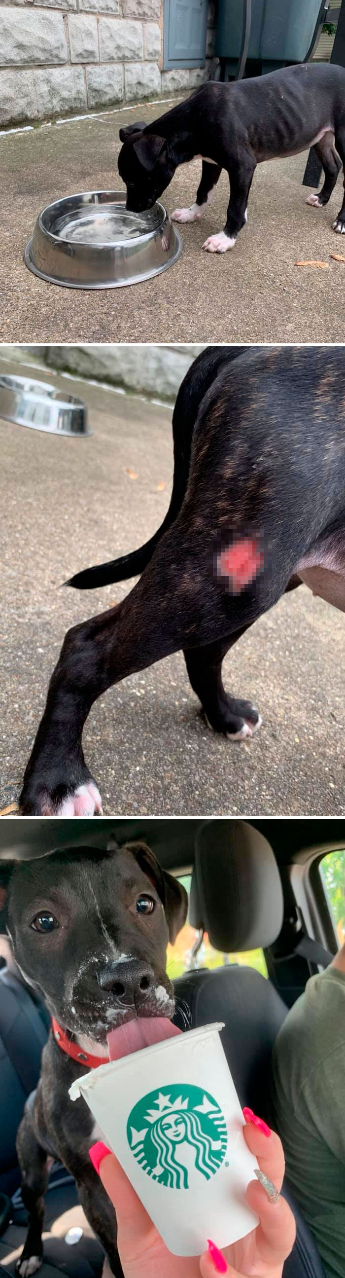 Rescue-Dogs-Stories-Megan-Burris