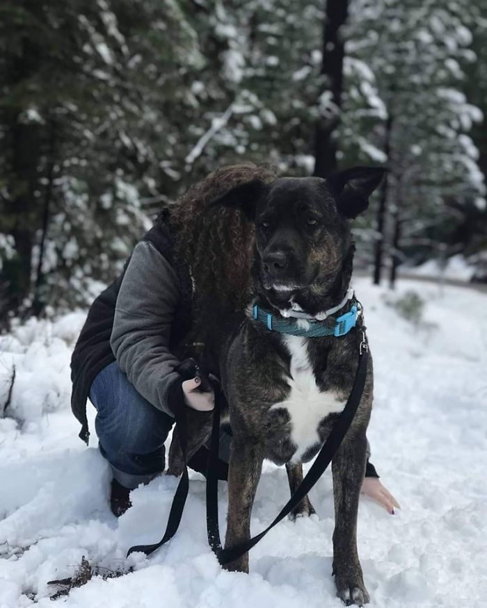 Rescue-Dogs-Stories-Megan-Burris