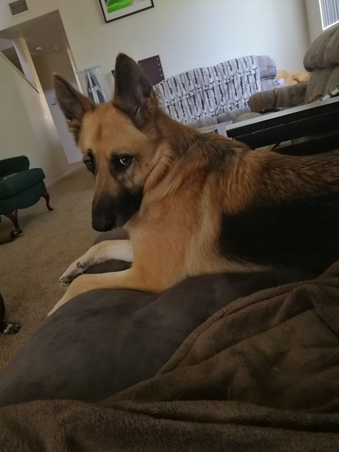 Rescue-Dogs-Stories-Megan-Burris