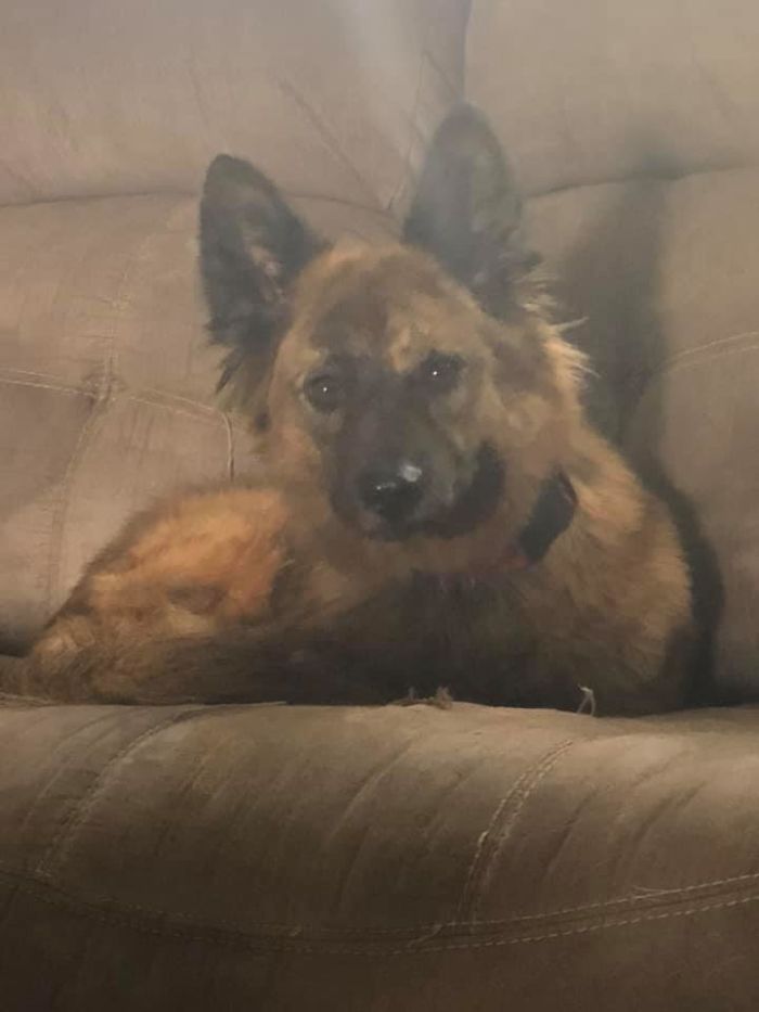 Rescue-Dogs-Stories-Megan-Burris