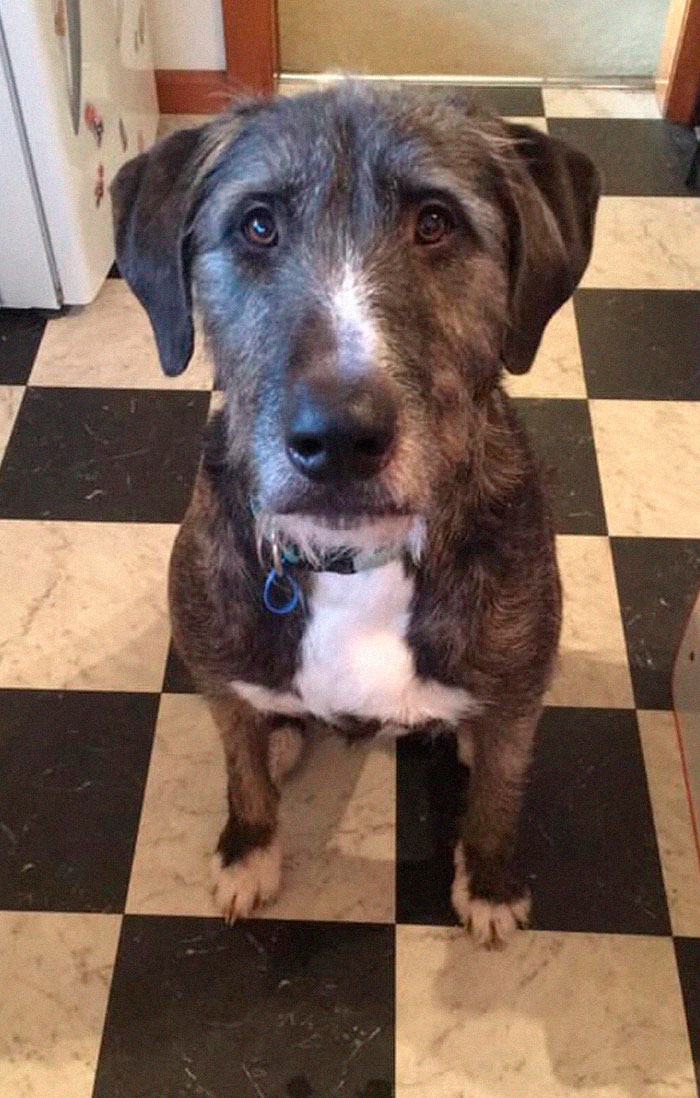 Rescue-Dogs-Stories-Megan-Burris