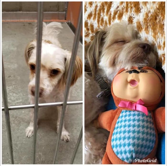 Rescue-Dogs-Stories-Megan-Burris