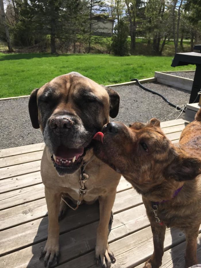 Rescue-Dogs-Stories-Megan-Burris