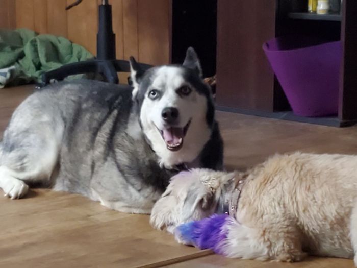 Rescue-Dogs-Stories-Megan-Burris