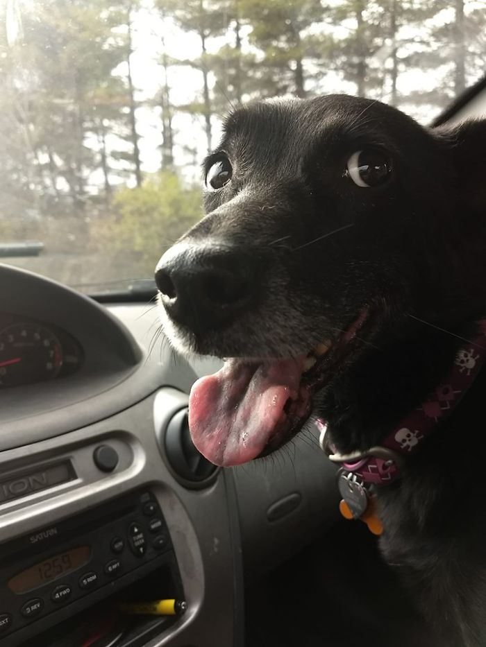 Rescue-Dogs-Stories-Megan-Burris