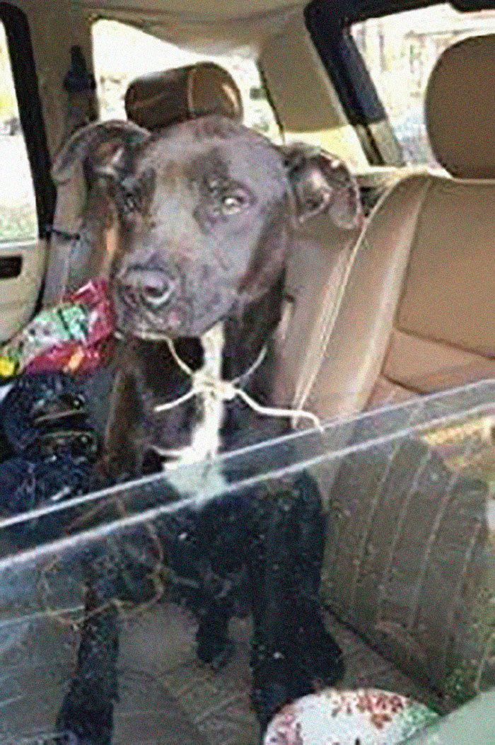 Rescue-Dogs-Stories-Megan-Burris