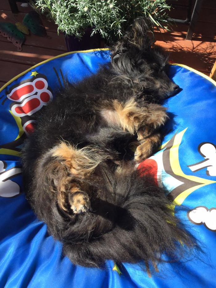 Rescue-Dogs-Stories-Megan-Burris