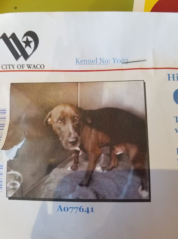 Rescue-Dogs-Stories-Megan-Burris