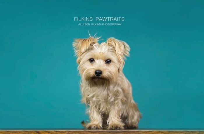 Rescue-Dogs-Stories-Megan-Burris