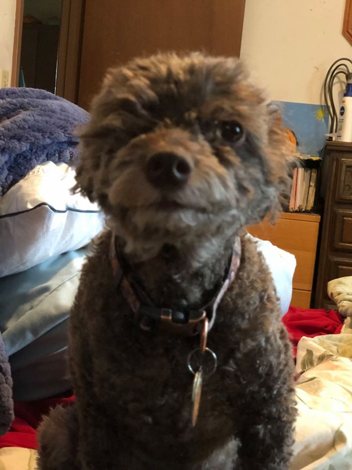 Rescue-Dogs-Stories-Megan-Burris