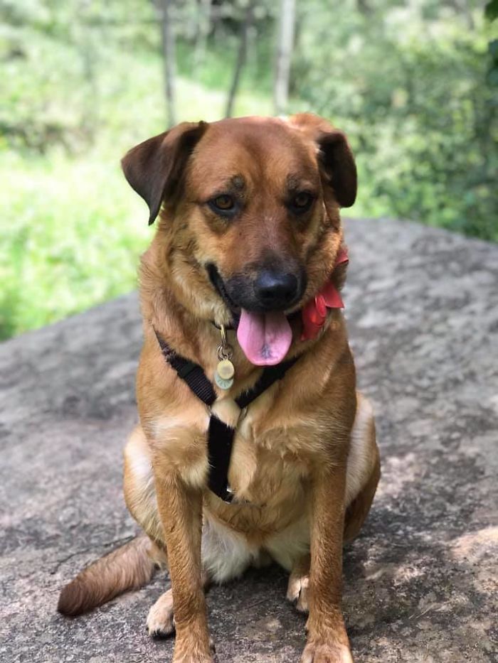 Rescue-Dogs-Stories-Megan-Burris