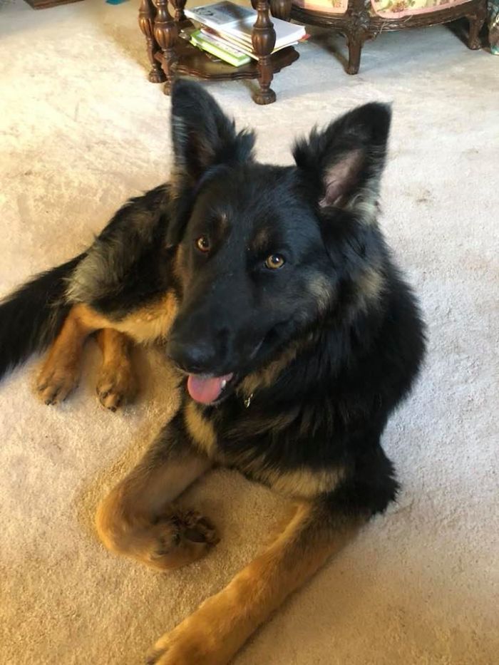 Rescue-Dogs-Stories-Megan-Burris