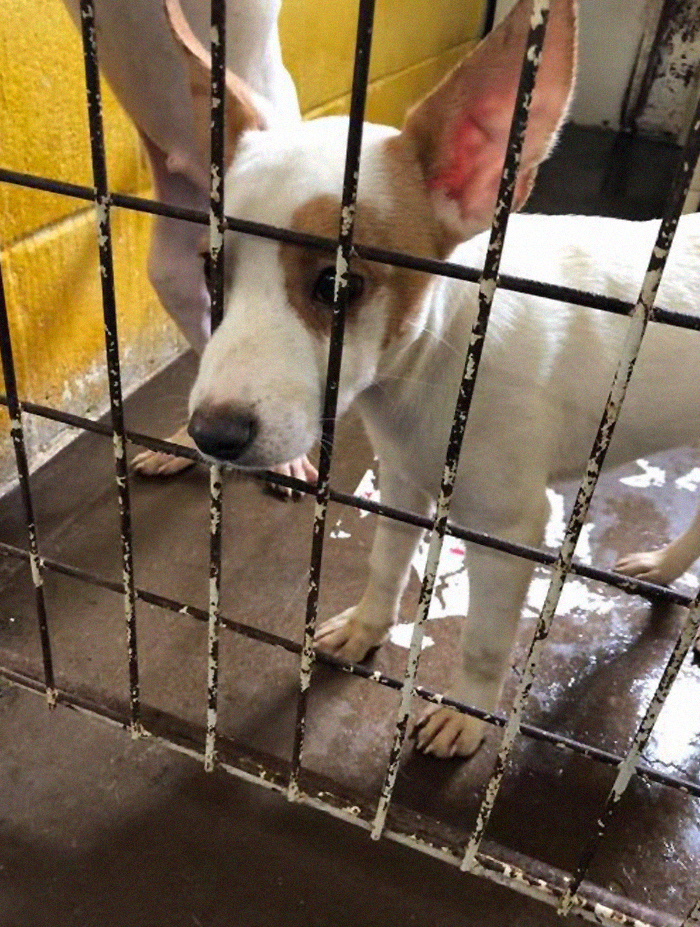 Rescue-Dogs-Stories-Megan-Burris