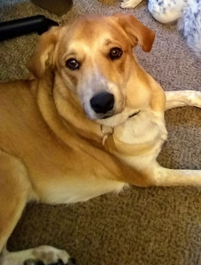 Rescue-Dogs-Stories-Megan-Burris